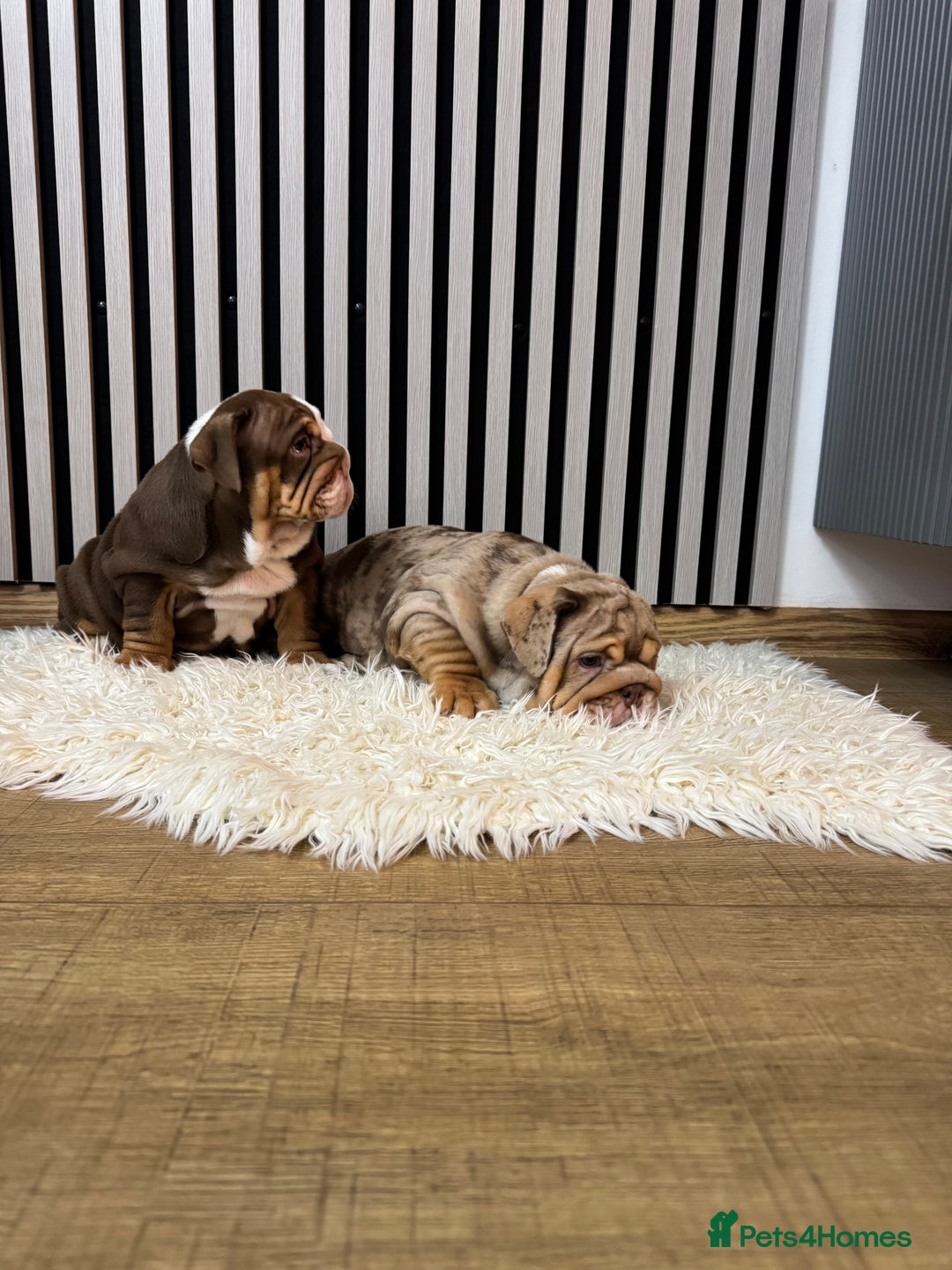 English Bulldog dogs for sale: Our girls looking for a warm sofa and full love ❤️ - Advert 20