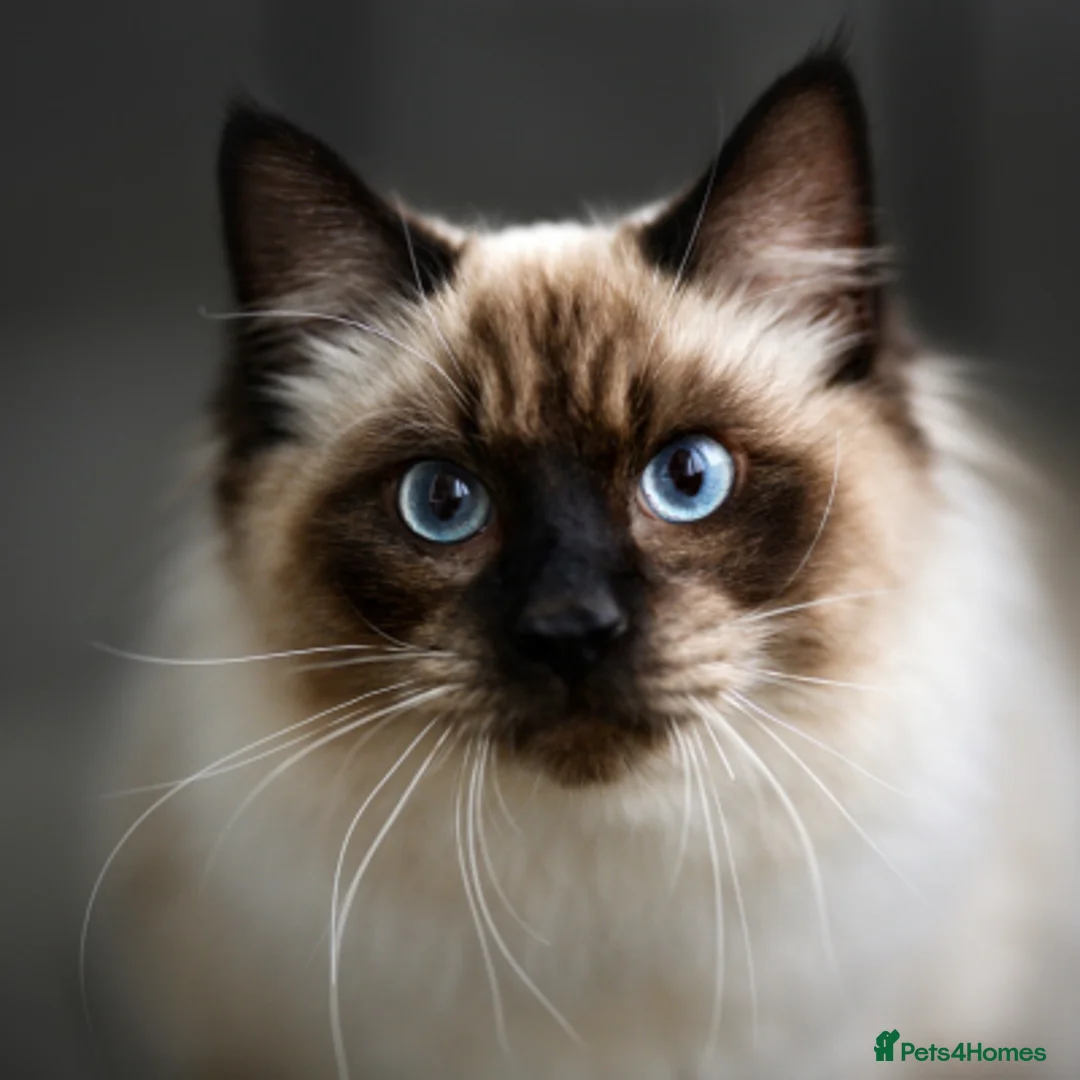 Ragdoll cats for sale: Registered Ragdoll Female CAT – Ready for New Home in London - Advert 1