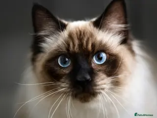 Ragdoll cats Registered Ragdoll Female CAT – Ready for New Home - Advert 17