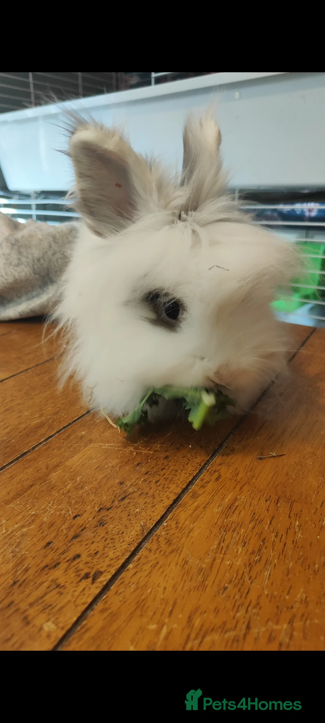 Mixed Breed rabbits for sale: Male Rex Buck & Female Lionhead Doe  - Advert 1