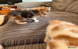 British Shorthair cats for sale: Calico kittens - Image 4