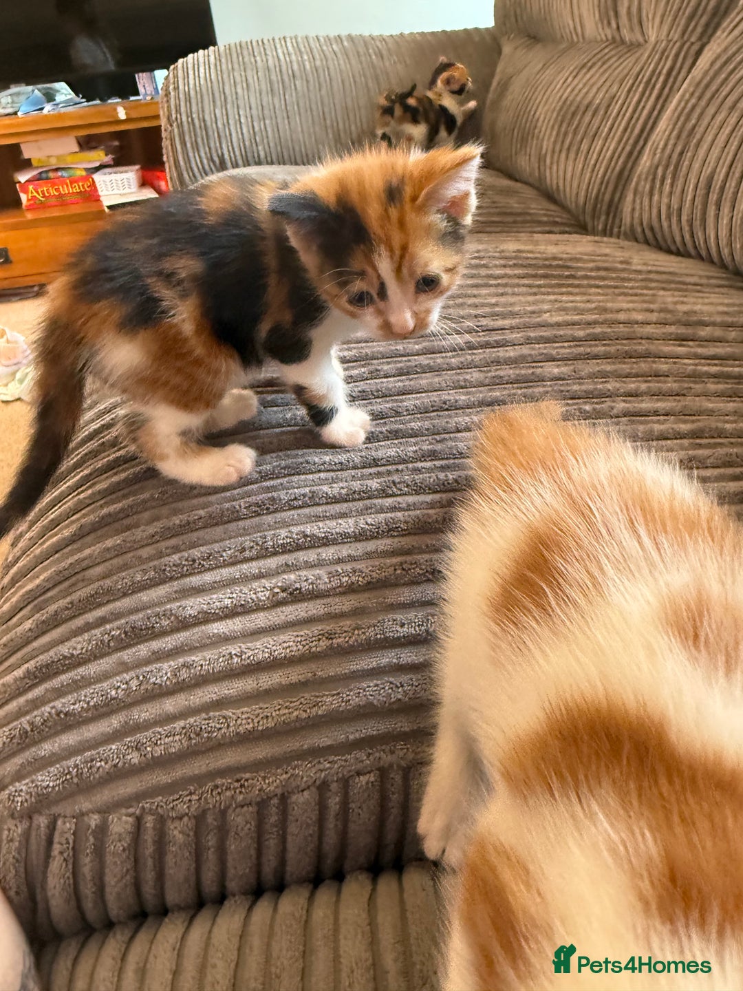 British Shorthair cats for sale: Calico kittens - Image 4