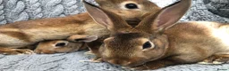 Rex rabbits for sale: Beautiful velvet mini Rex & Rex rabbits - Advert 18