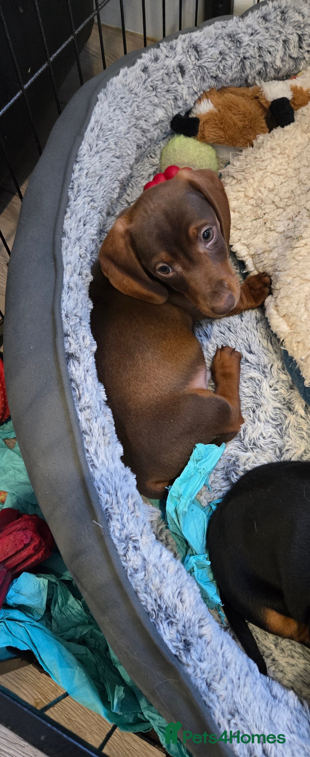 Dachshund dogs for sale: Beautiful Daxis - Advert 35