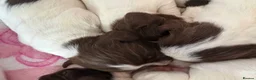 English Springer Spaniel dogs for sale: Litter of springer spaniel puppies!  - Advert 8