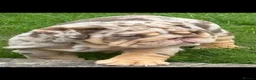 English Bulldog dogs for sale: Chocolate Merle boy outstanding bloodlines  - Advert 15