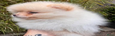 Pomeranian 2