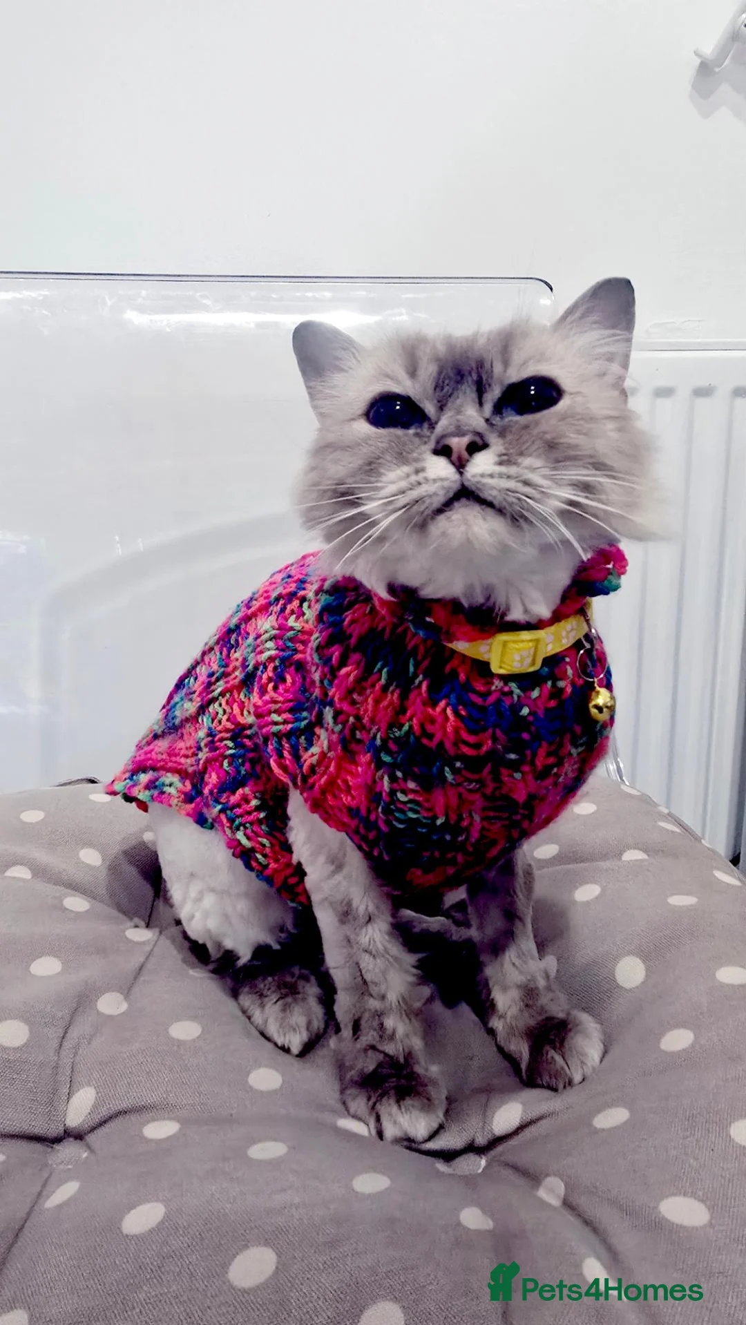 Ragdoll cats for sale: Almost 4 years old ragdoll cat - Advert 7