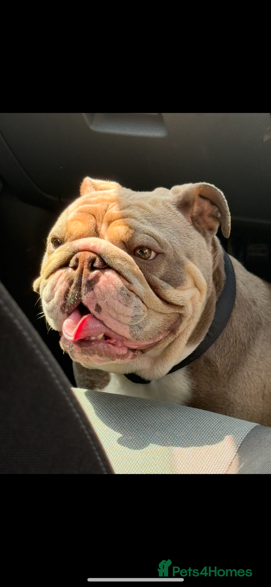 English Bulldog dogs for sale: BRITISH BULLDOG MALE/FEMALE - Image 3