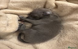 Italian Greyhound dogs for sale: KC Italian Greyhound Puppies  - Image 6