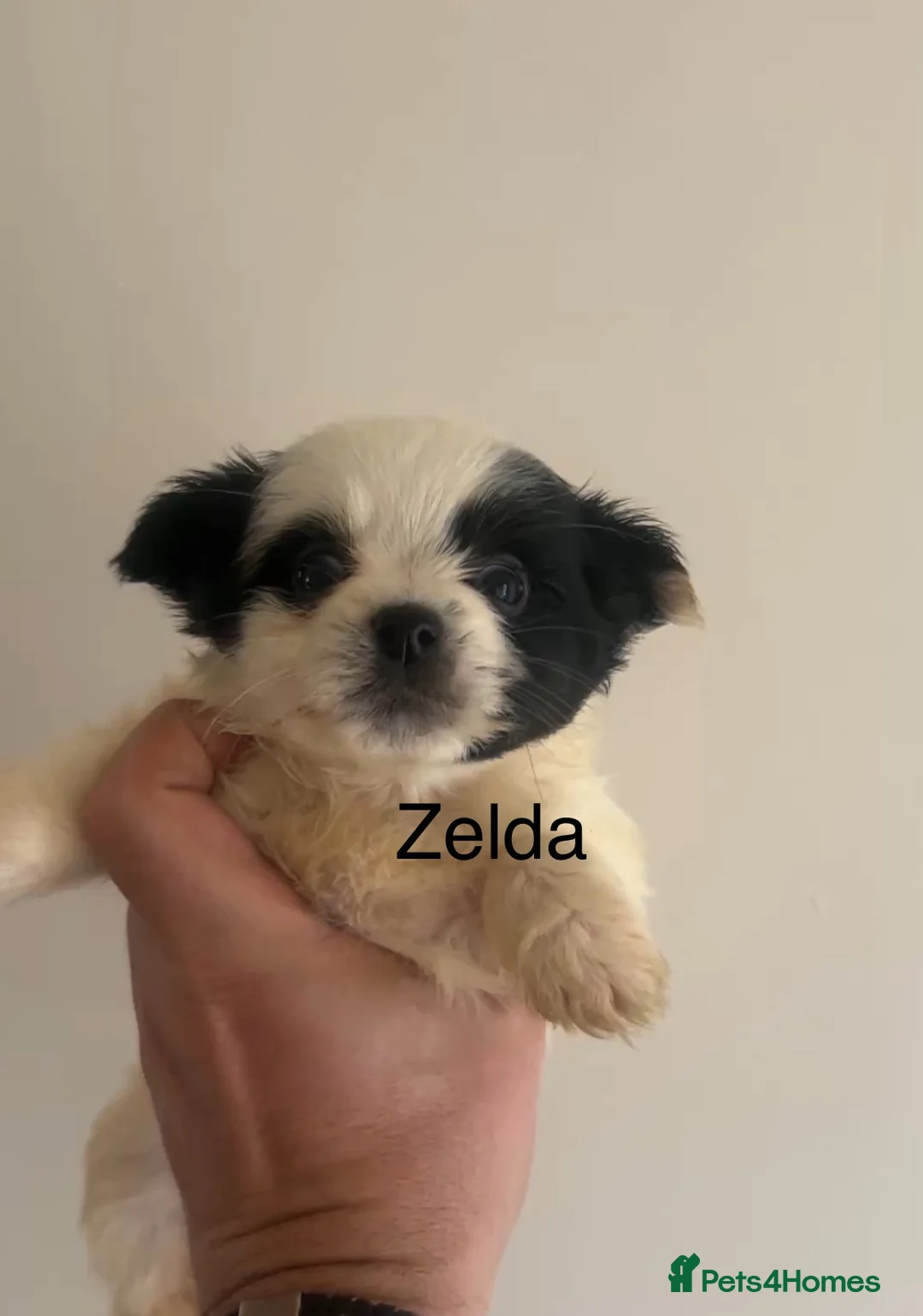 Biewer Terrier dogs for sale: Beautiful Biewer terrier puppies for sale  - Advert 15