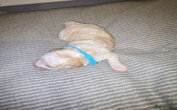 Mixed Breed dogs for sale: Beautiful shichon cross cavachon - Advert 8