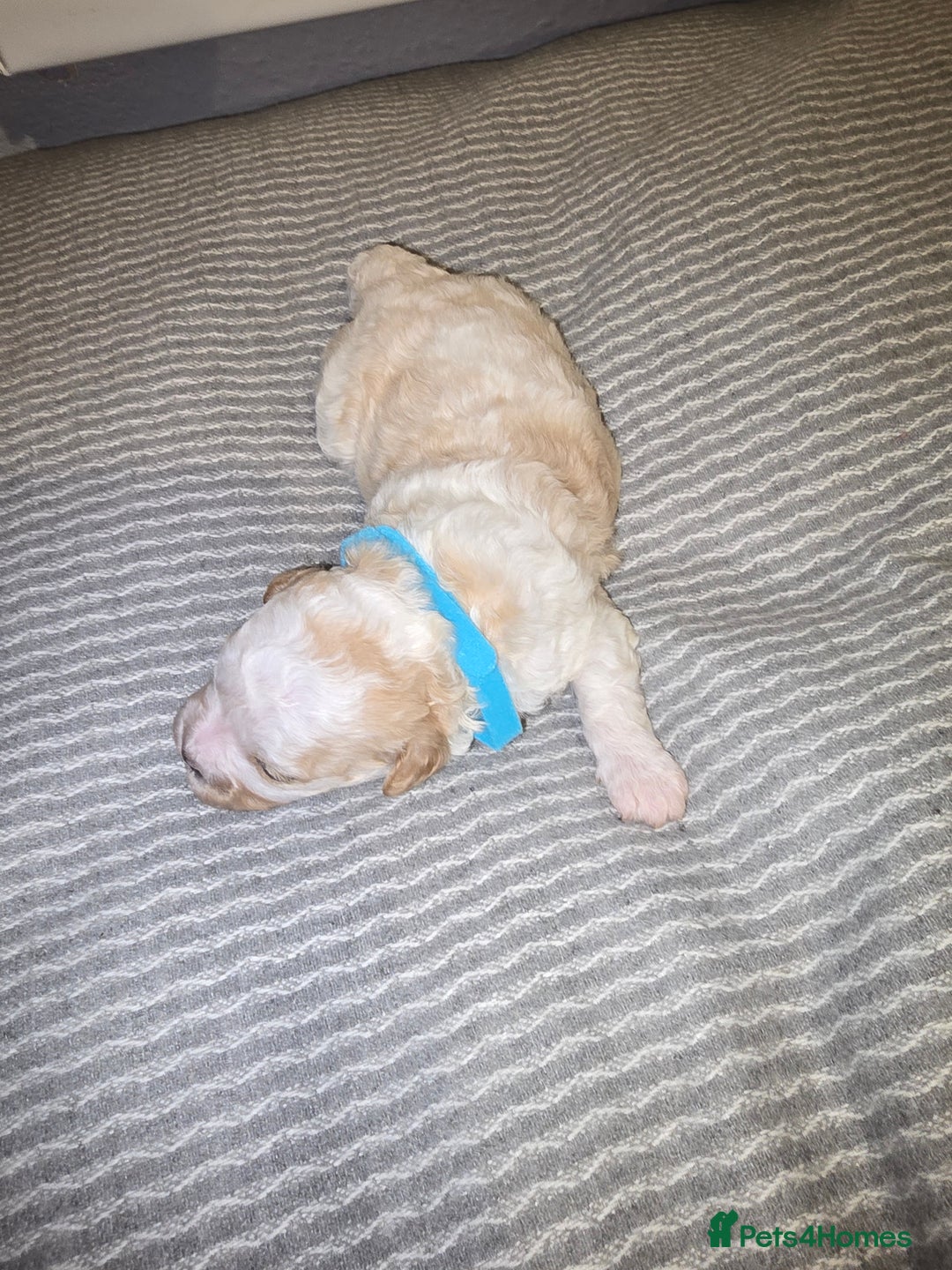 Mixed Breed dogs for sale: Beautiful shichon cross cavachon - Advert 8