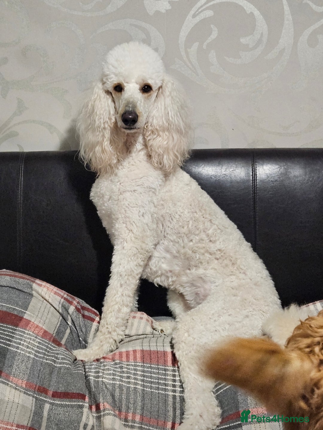 Goldendoodle dogs for sale: Fully Health Tested F1 Goldendoodles - Advert 30