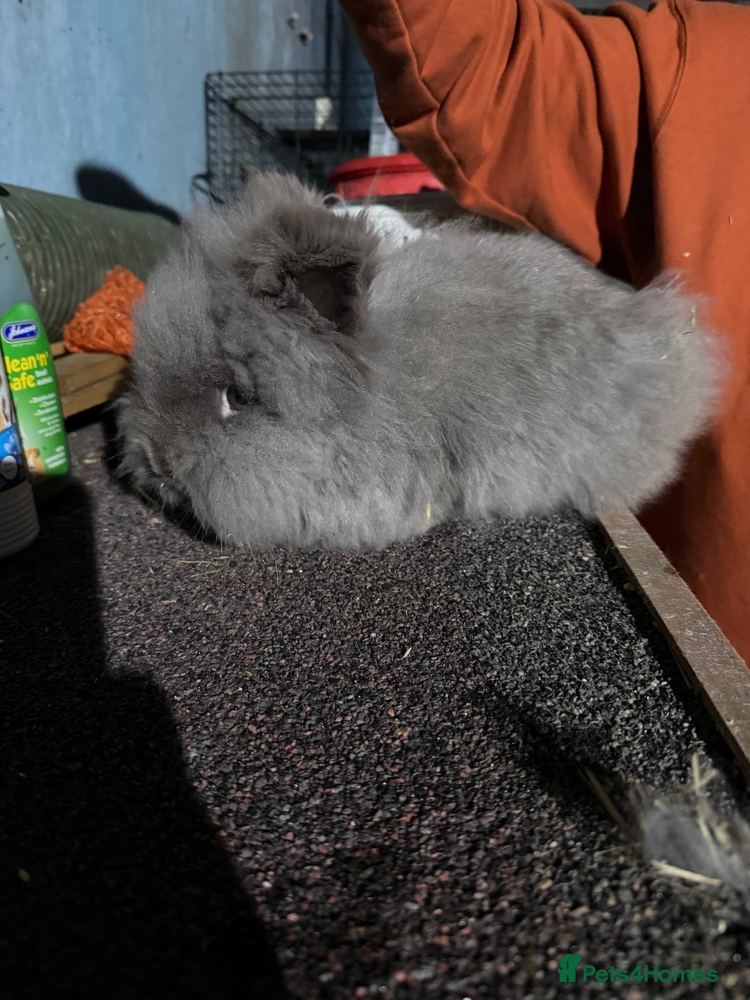 Lionhead rabbits for sale: 2 double mane male bonded Lionheads  - Advert 4
