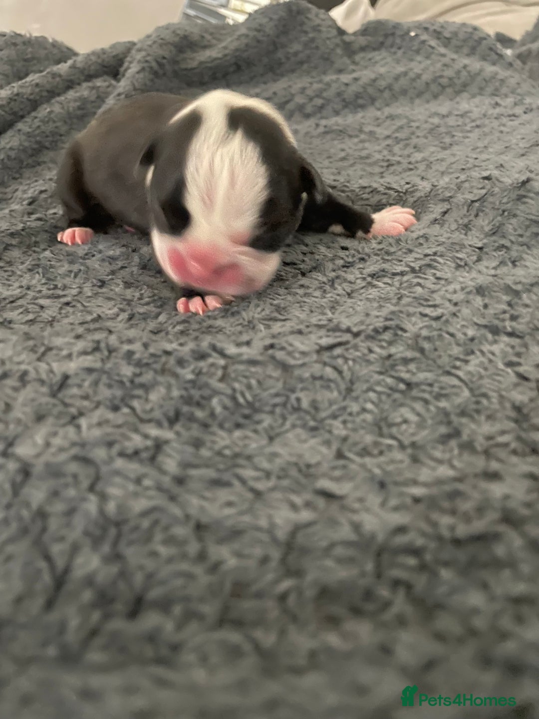 Boston Terrier dogs for sale: Bostons of Scotland  - Image 10