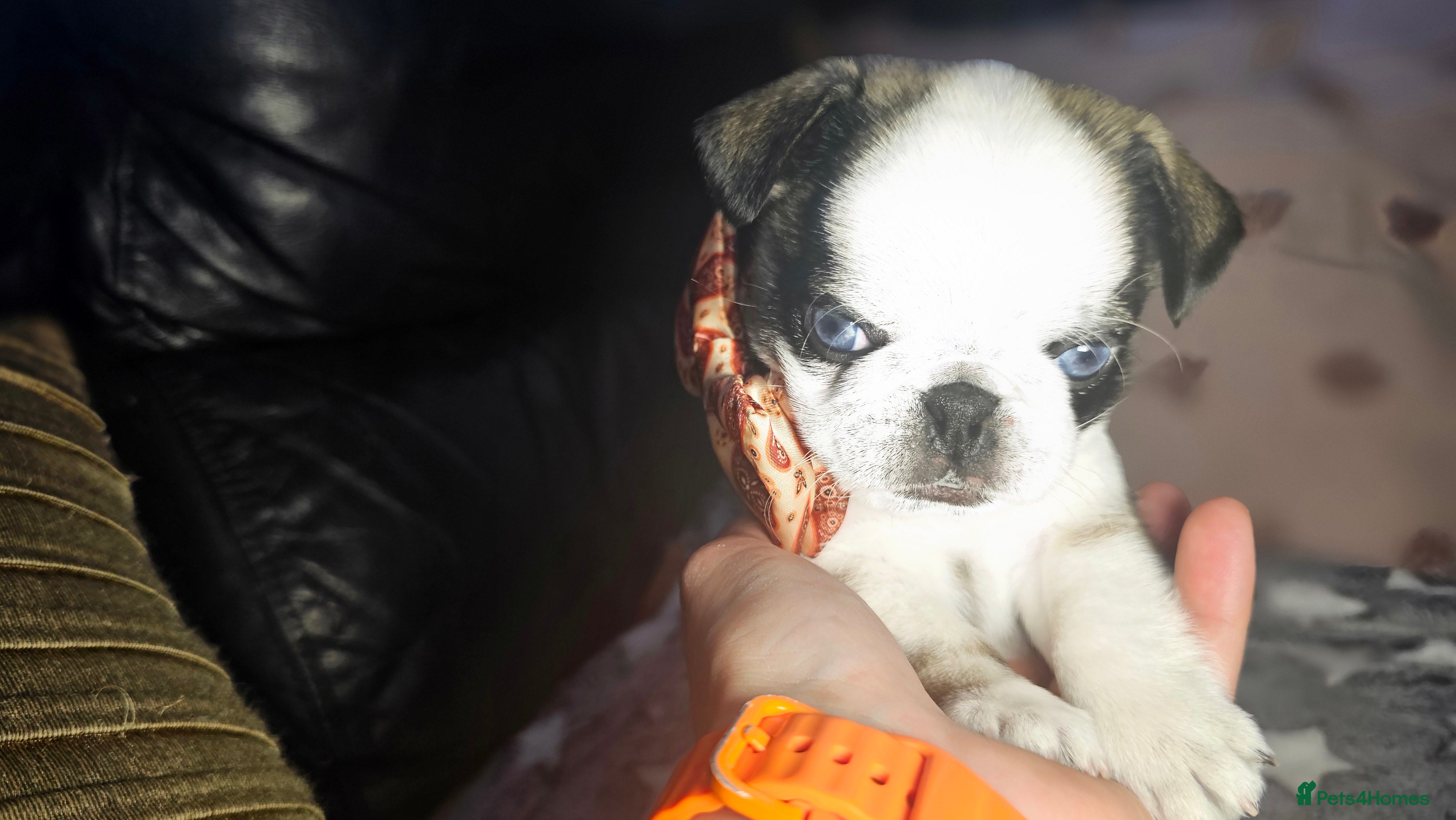 Pug dogs Outstanding Pugs for sale,,,, - Advert 2