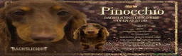 Miniature Dachshund dogs for sale: KC Registered Miniature Long-Haired Dachshunds in Colchester - Advert 10