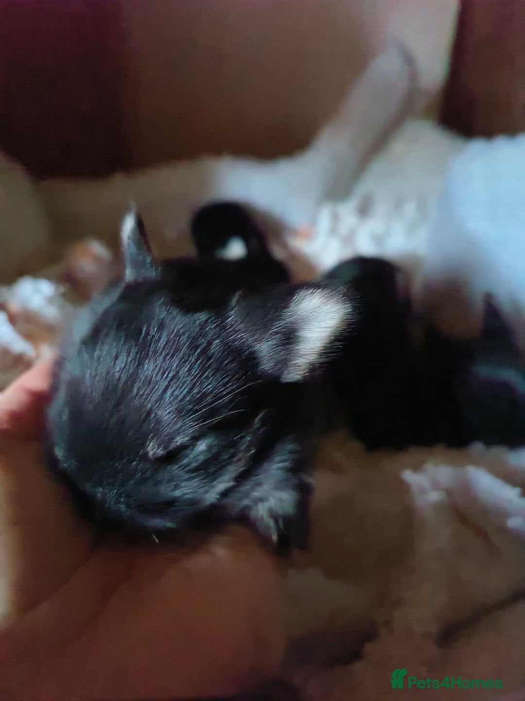 Mixed Breed rabbits for sale: Adorable Baby Bunnies Looking for Loving Homes 🐇 - Image 5