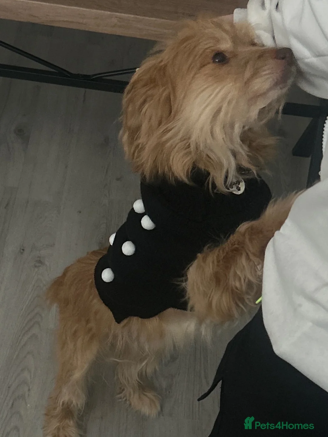 Mixed Breed dogs for sale: 3yr old dog for sale - Advert 4