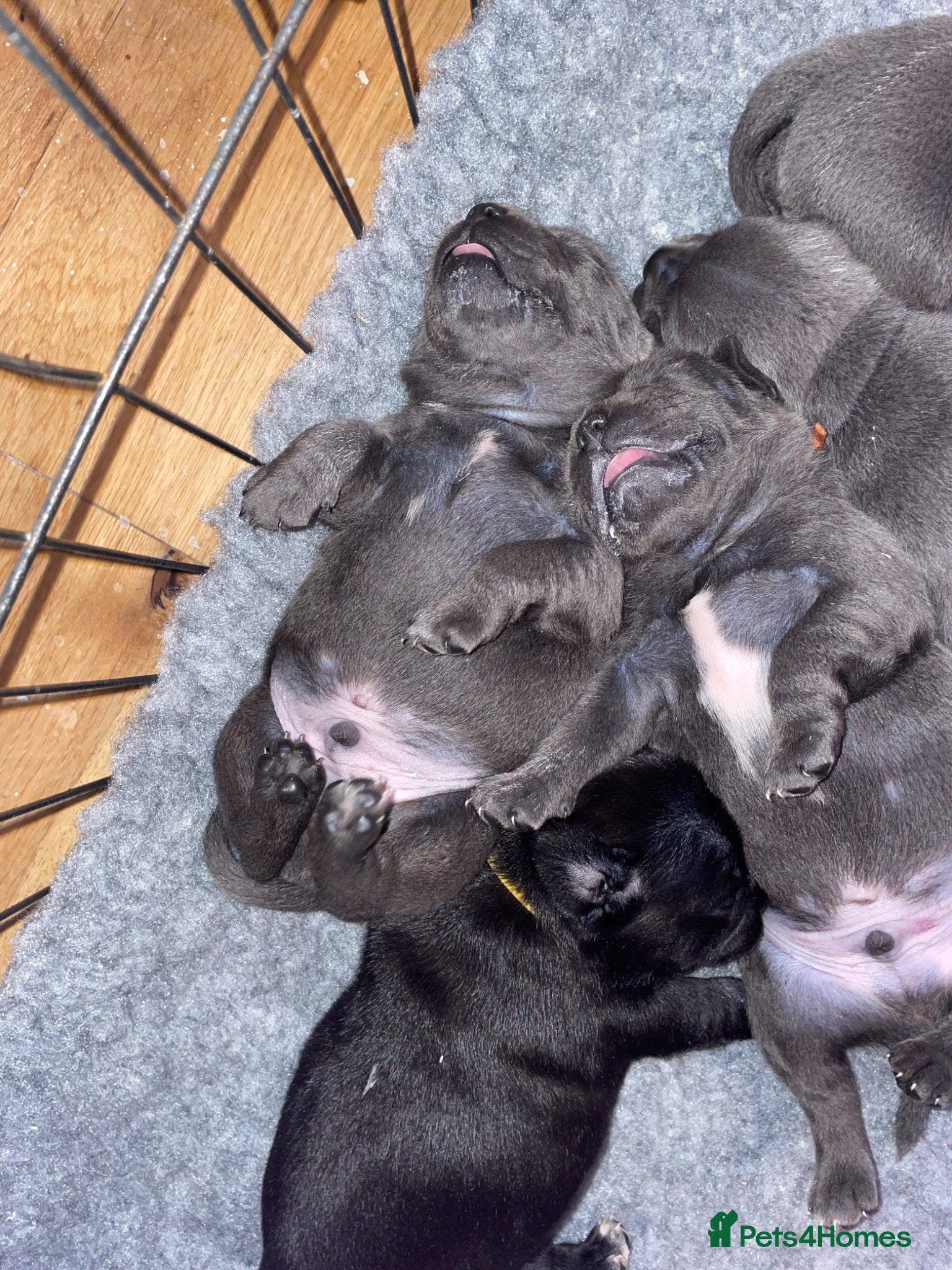 Staffordshire Bull Terrier dogs 10 kc registered staffy puppies - ready 7th of may - Advert 1