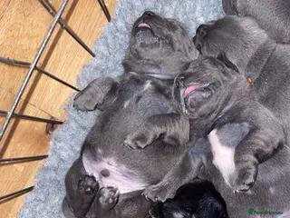 Staffordshire Bull Terrier dogs 10 kc registered staffy puppies - ready 7th of may - Advert 1