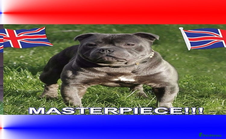Staffordshire Bull Terrier dogs - Advert 4