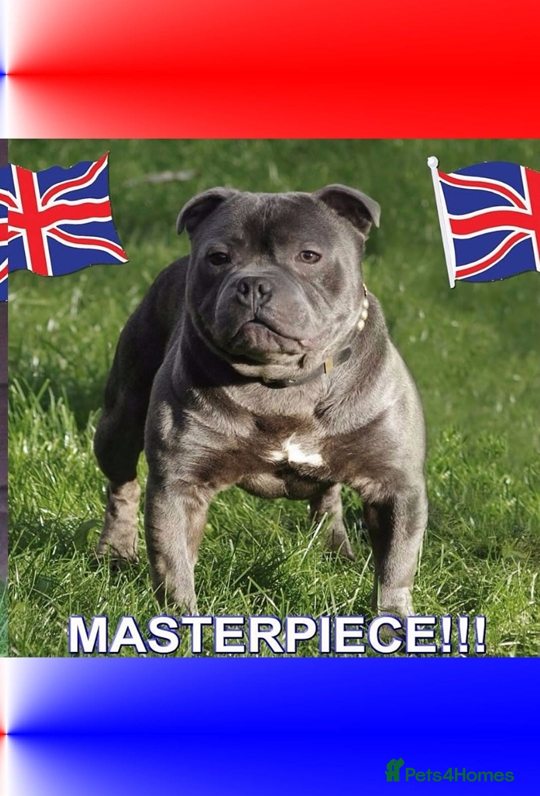 Staffordshire Bull Terrier dogs for sale: MAX LOOKING FOR A NEW HOME  - Image 1