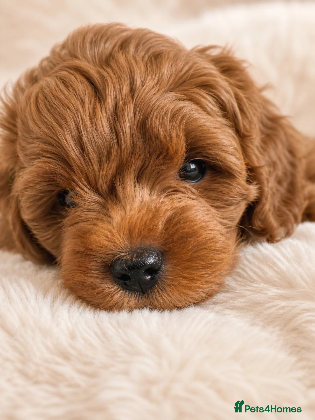 Cavapoo dogs for sale: PREMIUM TEDDY TOY CAVAPOOS READY FOR FOREVER HOMES - Advert 2