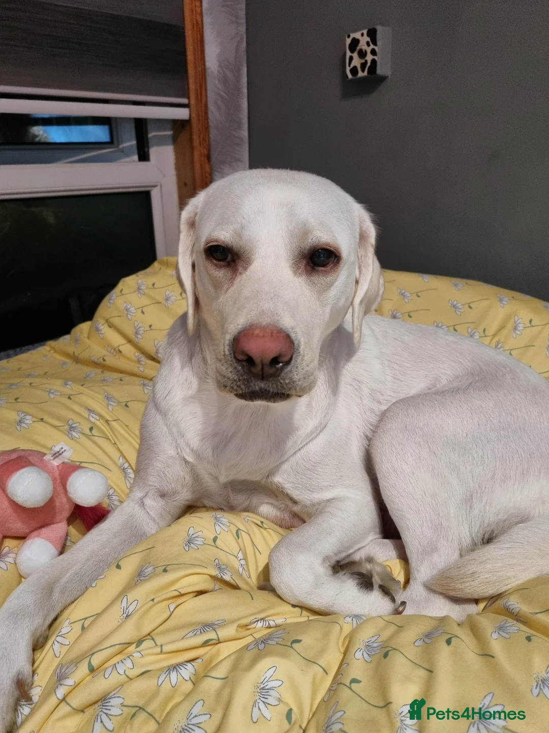 Labrador Retriever dogs for sale: STUNNING LABRADOR PUPPIES ONLY 1 GIRL LEFT. - Advert 19