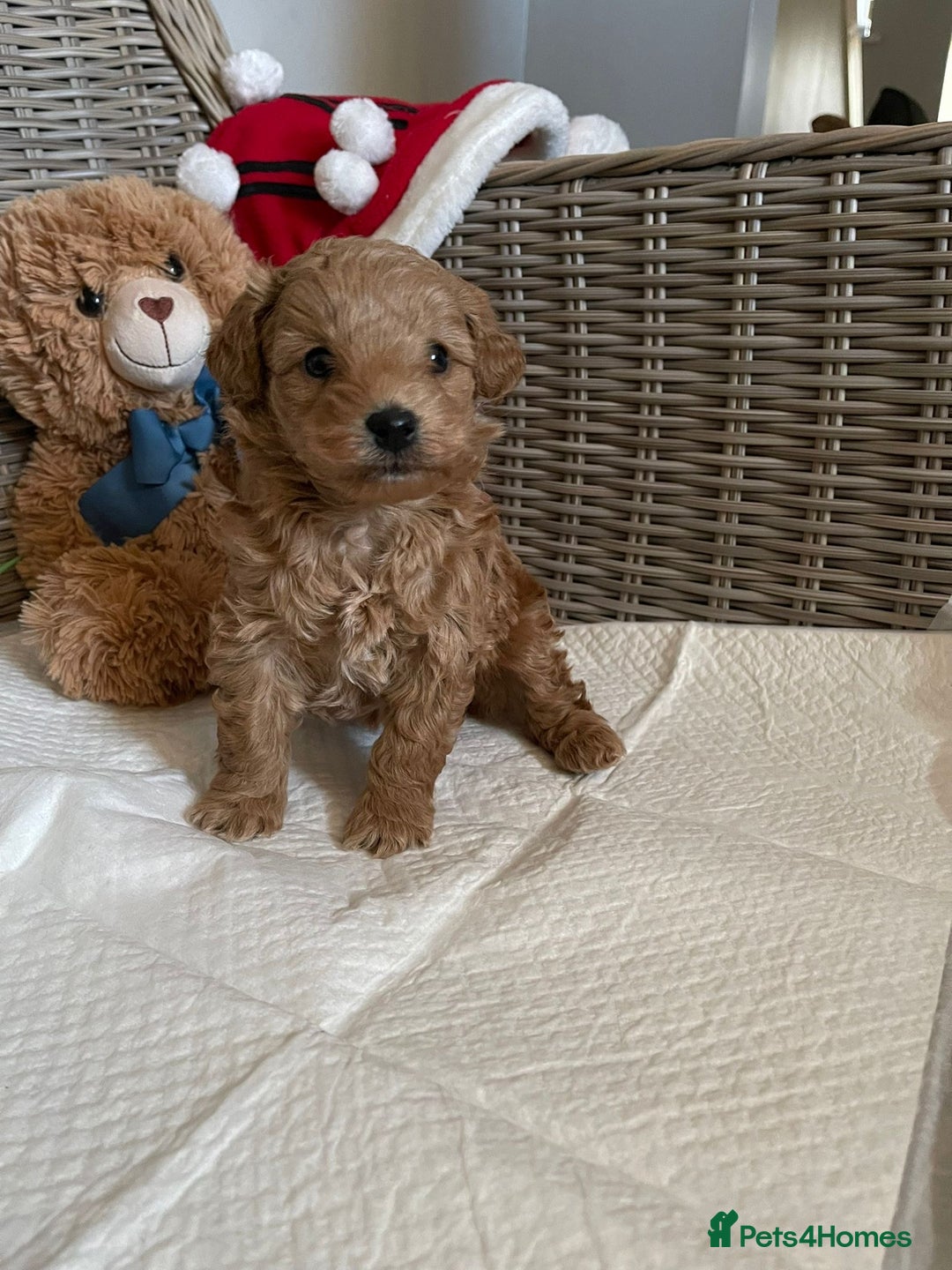 Cavapoo dogs for sale: Apricot Cavapoo Puppy - Advert 2