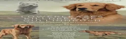 Golden Retriever dogs for sale: Adorable Home Raised KC Reg, Golden Retriever Pups - Advert 13