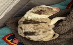 Border Collie dogs for sale: Only one girl left. - Image 14