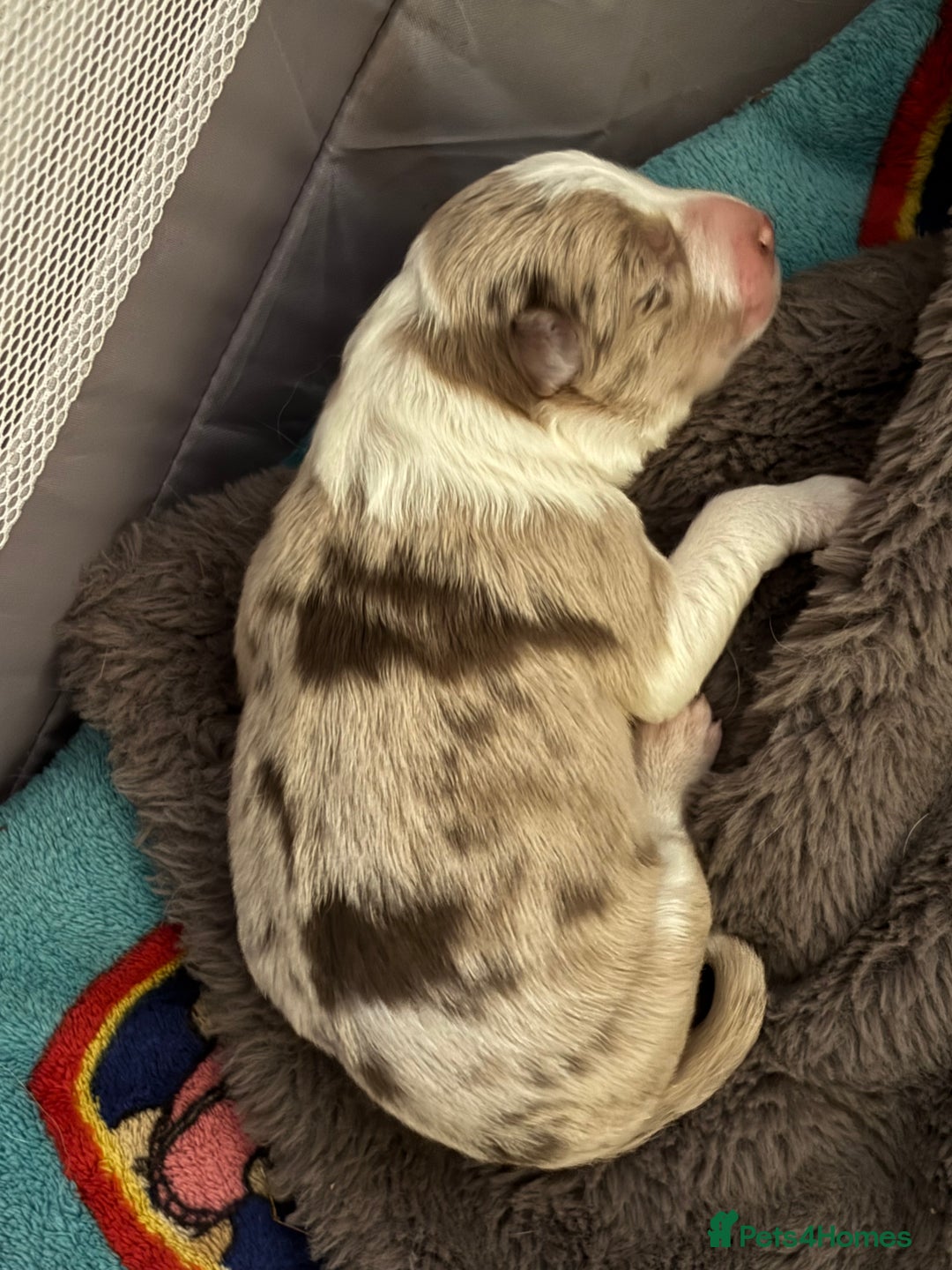 Border Collie dogs for sale: Only one girl left. - Image 14