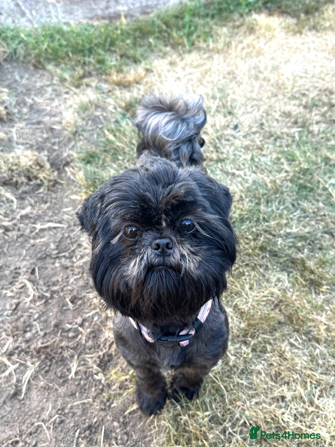 Shihpoo dogs for sale: Outstanding Shihpoo puppies - Image 17