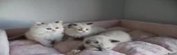 Ragdoll cats for sale: Ragdoll Kittens TICA Registered - Advert 8