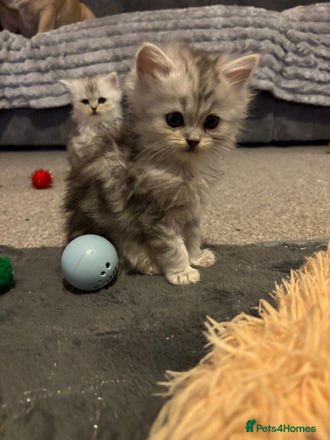 Maine Coon cats for sale: Persian X Maine coon 1 GIRL AVAILABLE  - Advert 18