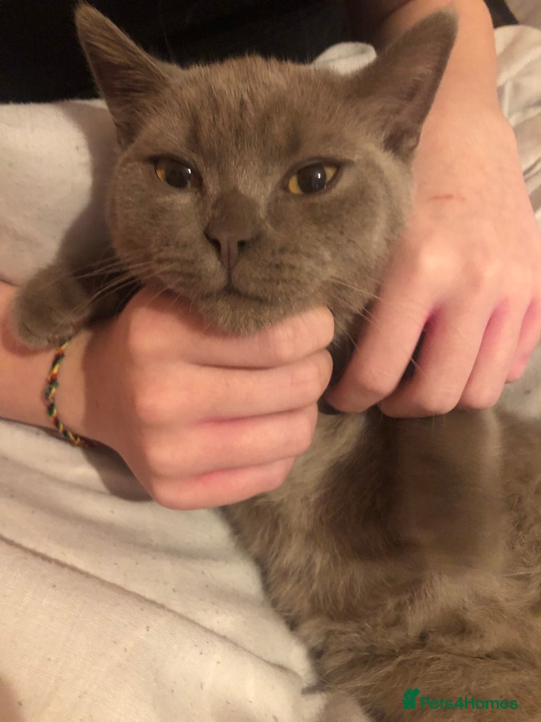 British Shorthair cats for sale: Beautiful boy  - Advert 2