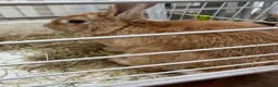 Mixed Breed rabbits for sale: Rabbit REHOMING in Burton-on-Trent - Advert 6