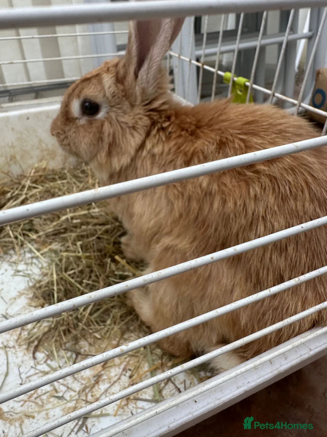Mixed Breed rabbits for sale: Rabbit REHOMING in Burton-on-Trent - Advert 6