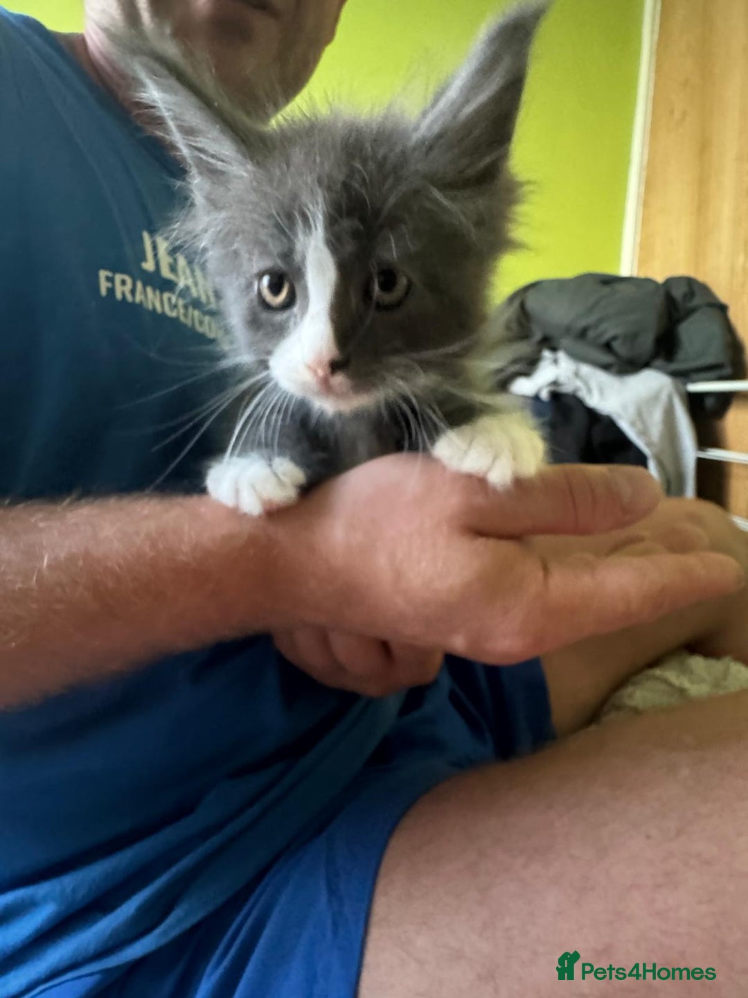 Maine Coon cats for sale: Gorgeous maine coon kittens  - Image 2