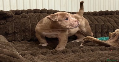Olde English Bulldogge dogs Olde English Bulldogges puppies  - Advert 1