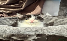 Mixed Breed cats for sale: Mixed breed two kittens  - Image 9