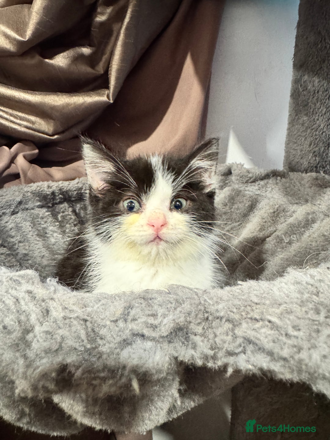 Mixed Breed cats for sale: Mixed breed two kittens  - Image 9