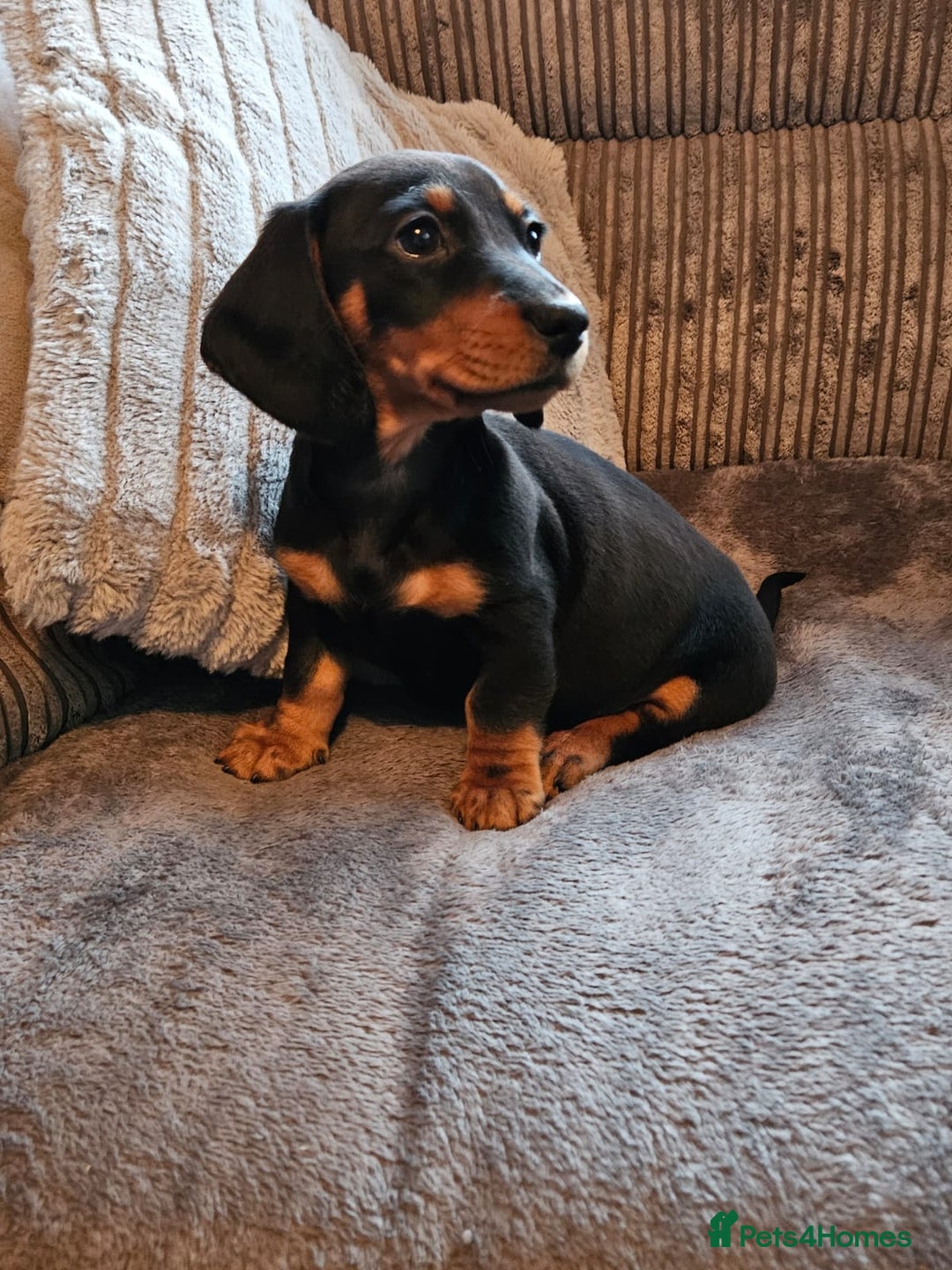 Dachshund dogs for sale: Miniature Dachshund puppy's for sale - Image 12