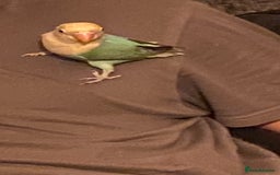 Lovebirds birds for sale: Love bird - Image 3