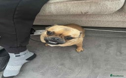 Chug dogs for sale: Pug x chuawauwa  - Image 4