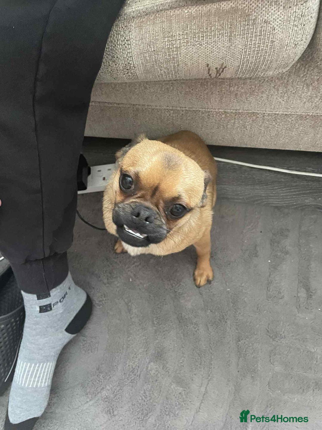 Chug dogs for sale: Pug x chuawauwa  - Image 4