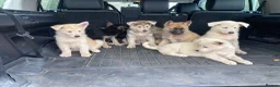Mixed Breed dogs for sale: German Shepherd X Akita Pups - Advert 2