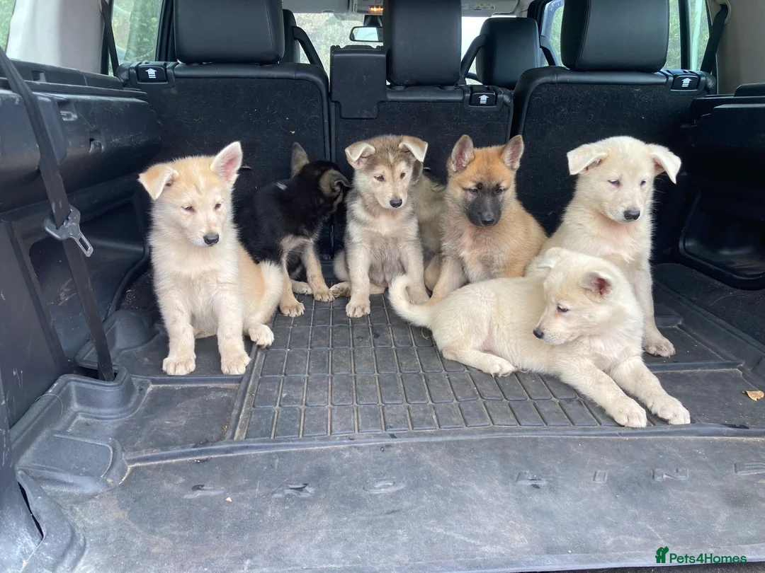 Mixed Breed dogs for sale: German Shepherd X Akita Pups - Advert 2